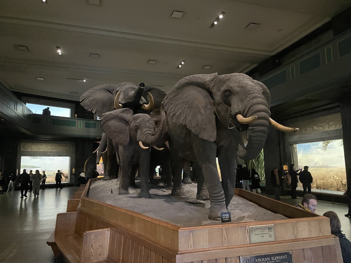 Slony v Americkom múzeu prírodnej histórie