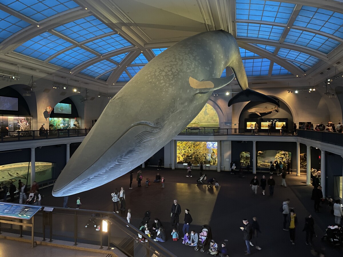 Modrá veľryba v múzeu