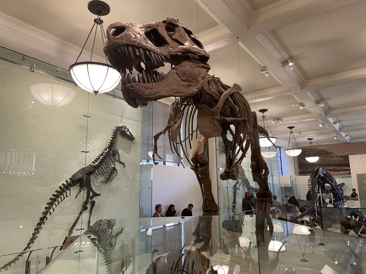 T-Rex v múzeu