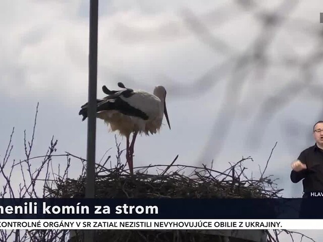 Na Hornom Považí sa objavil prvý bocianí pár. Hniezdi v bútľavom strome, je to rarita, tvrdia ochranári