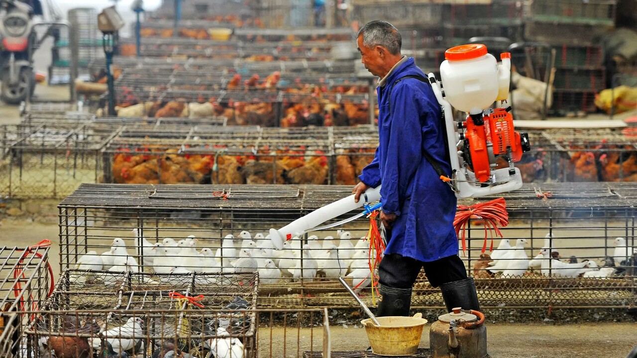 WHO v Číne zaznamenala prvé úmrtie človeka na vtáčiu chrípku. Presný pôvodca ochorenia je nejasný