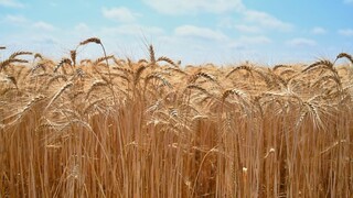 Agrorezort zakázal spracovanie ukrajinského obilia. Blanár chváli rozhodnutie Maďarska a Poľska