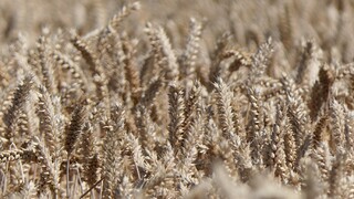 Bude Slovensko regulovať dovoz obilia z Ukrajiny? Heger zvolal rokovanie