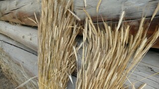 Bulharsko zvažuje zákaz dovozu obilnín z Ukrajiny. Nasledovalo by tým Poľsko a Maďarsko
