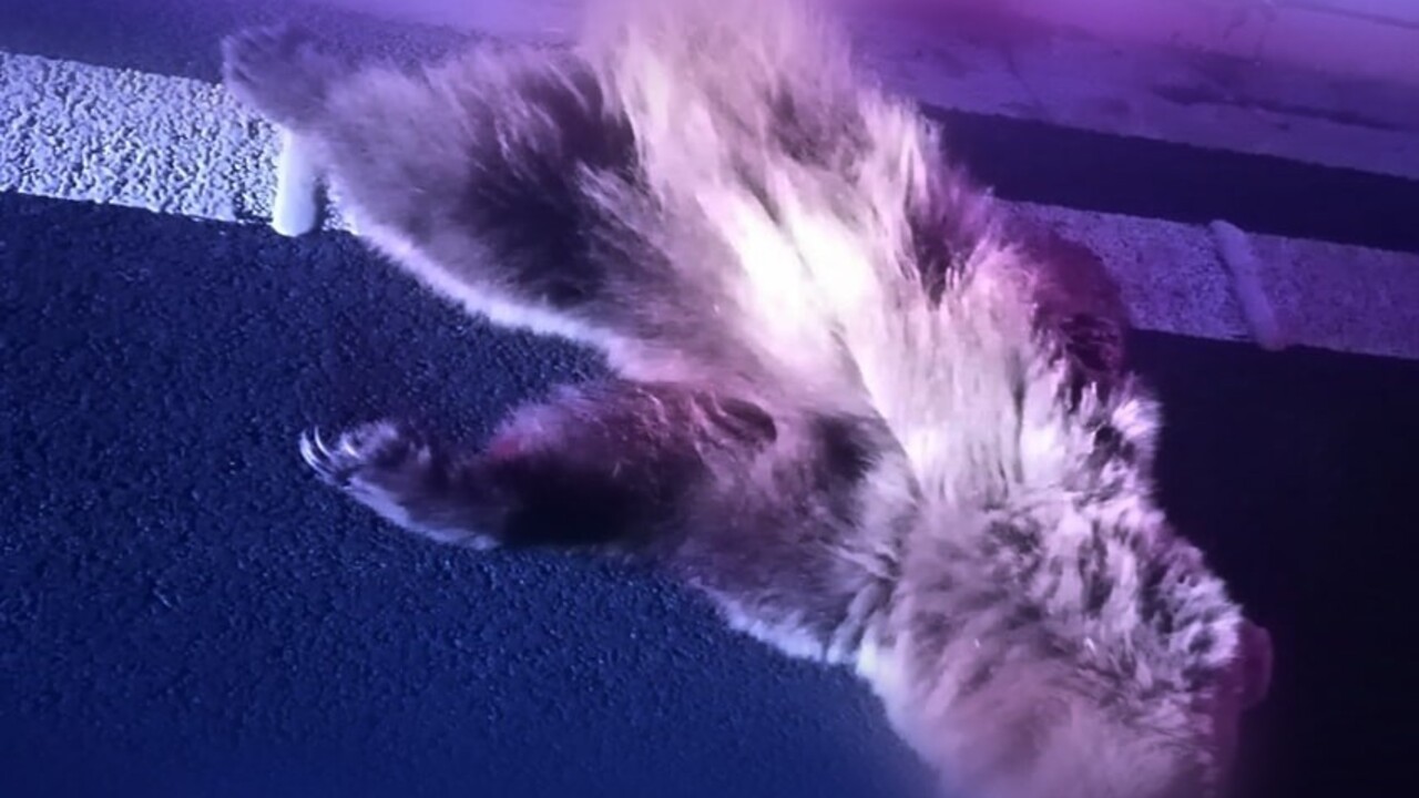 V okrese Lučenec došlo k zrážke kamiónu s medveďom