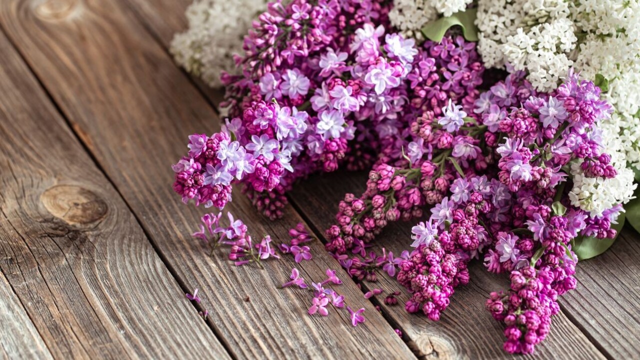 Orgován nie je len na ozdobu: Využijete ho v kuchyni a prekvapia vás jeho liečivé účinky