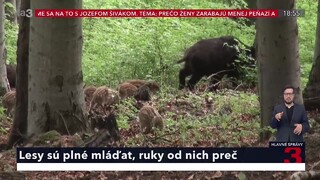 Ruky od nich preč! Poľovníci a ochranári apelujú na ohľaduplnosť voči lesnej zveri, najmä mláďatám
