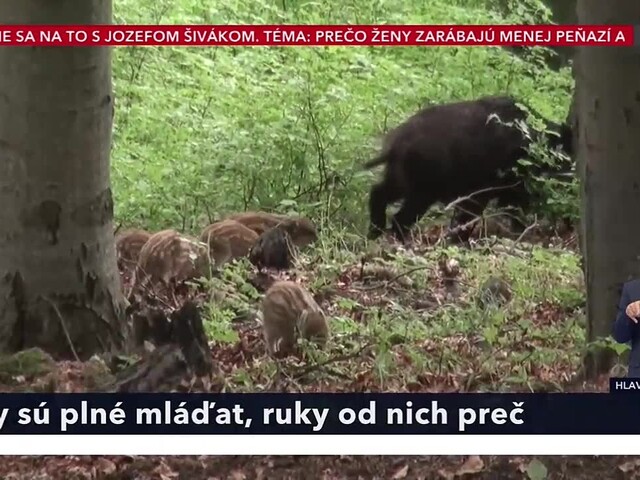 Ruky od nich preč! Poľovníci a ochranári apelujú na ohľaduplnosť voči lesnej zveri, najmä mláďatám