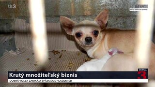 Na Slovensku sa rodí extrémne množstvo zvierat. Ide o množiteľský biznis