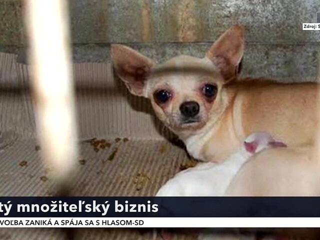 Na Slovensku sa rodí extrémne množstvo zvierat. Ide o množiteľský biznis