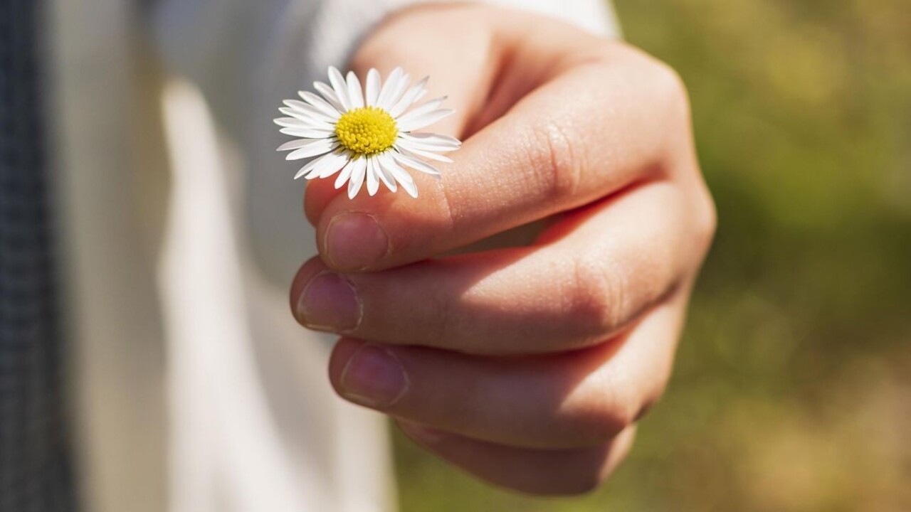 Krásne, liečivé aj jedlé: Sedmokrásky sú poklad, ktorý bežne kosíme