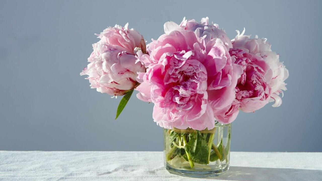 Zatvorené hlavičky, stonky bez listov: Toto treba urobiť, aby pivónie vo váze vydržali dlhšie