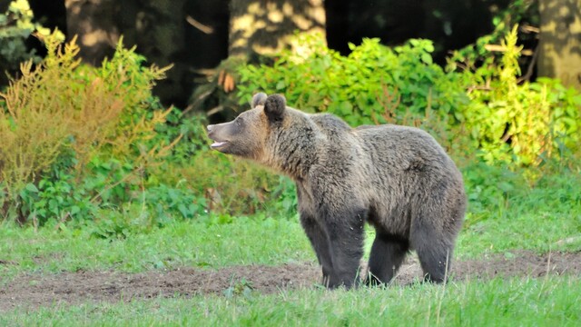 V katastri dvoch obcí na západe Slovenska sa pohybuje medveď. Polícia situáciu preveruje