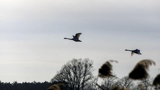 Vtáčia chrípka na Slovensku: zaznamenali ju na Oravskej priehrade, Liptovskej Mare a Rusovciach