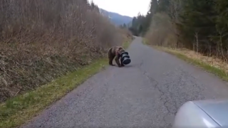 VIDEO: Medveď sa túlal s kŕmnym valcom na hlave. Našli ho vysileného v Slovenskom raji