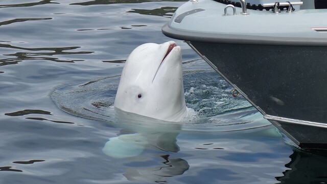 Vycvičilo Rusko na špionáž veľrybu? Objavila sa pri pobreží Švédska, predtým ju videli v Nórsku