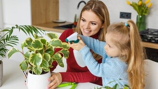 Izbové rastliny a ich liečivý vplyv na fyzické a duševné zdravie