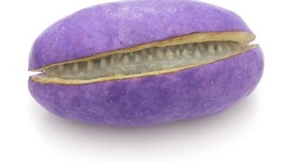 Ako využiť ovocie akébie v kuchyni a liečiteľstve