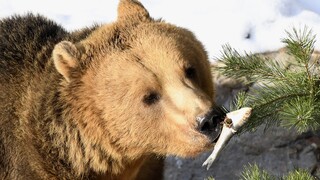 Medvedica v Tatrách. Pohybuje sa s mláďatami v okolí Svitu