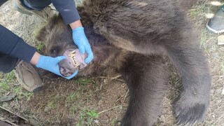 Ochranári odchytili medveďa, ktorý vyčíňal na cintoríne v Ružomberku. Následne ho usmrtili