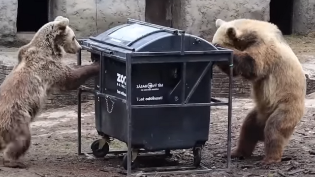 VIDEO: Geniálny nápad? Medvede v bojnickej zoo testujú odolnosť kontajnerov na odpadky