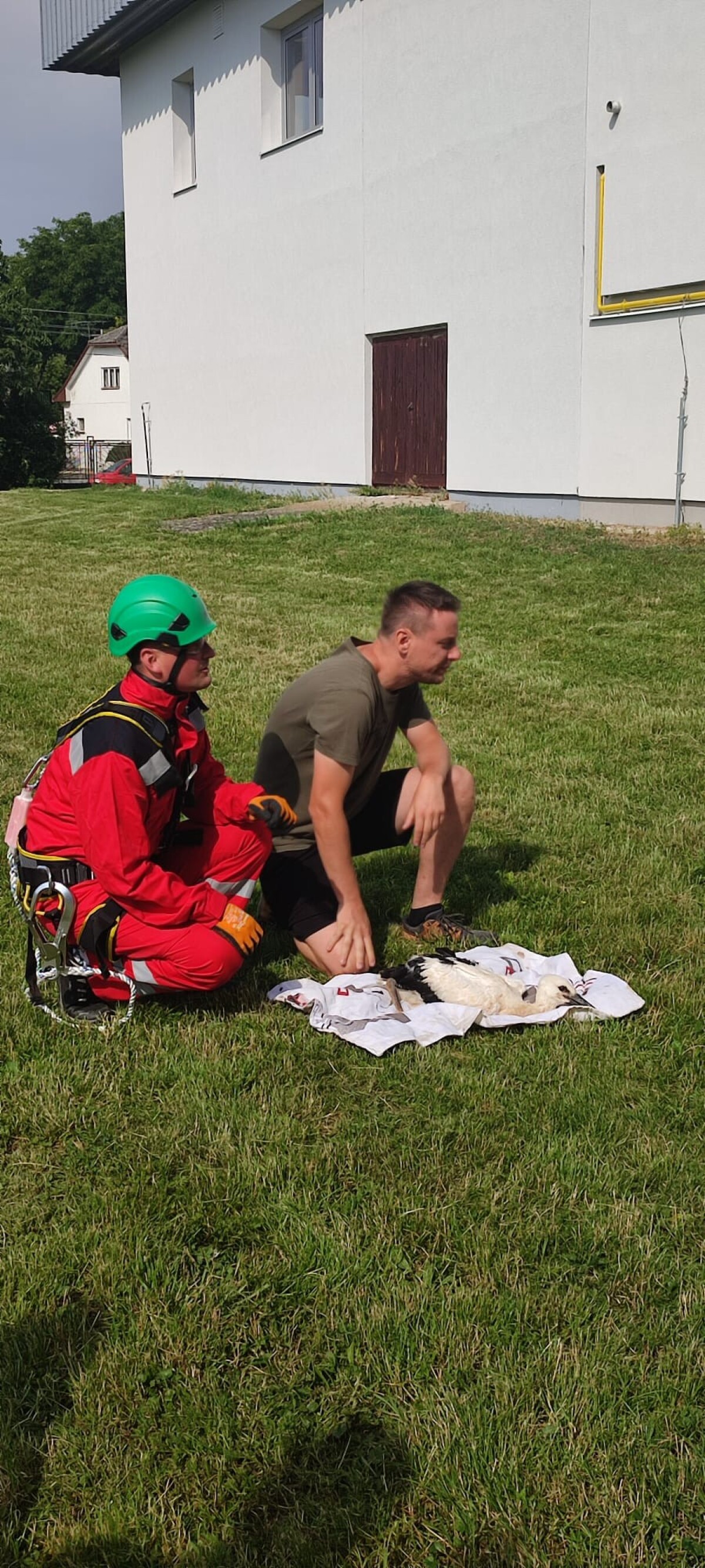 Krúžkovanie bocianov v obci Svinná.