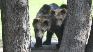 Medveď poslancom nedá spávať. Mimovládka WWF Slovensko spúšťa petíciu. Tvrdí, že návrh novely zákonov má nedostatky