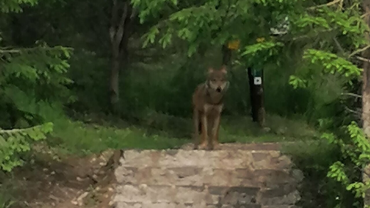 Najskôr medvede, teraz vlk. Dravec sa pohybuje v okolí osady pod Tatrami