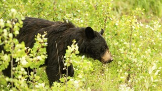 Japonsko zaznamenalo rekordný počet útokov medveďov. Proti šelme využije umelú inteligenciu