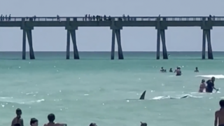 Pohľad ako z hororu. Návštevníkov pláže prekvapil žralok, plával pomedzi nich