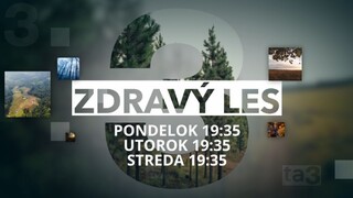Zdravý les z 13. augusta