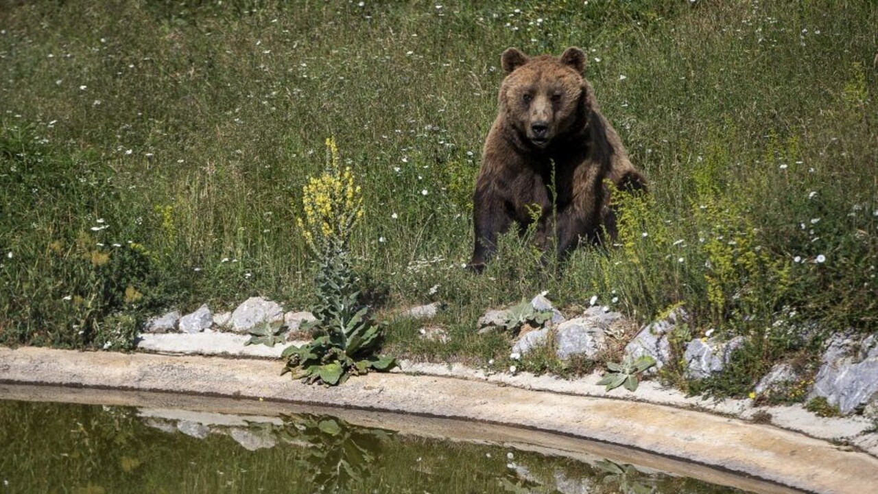 V okrajových častiach Lučenca videli medveďa, situáciu zmonitoruje zásahový tím