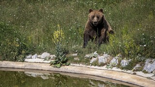 Útočil medveď? V Demänovskej Doline naháňal ľudí, obeťou incidentu má byť 31-ročná Bieloruska