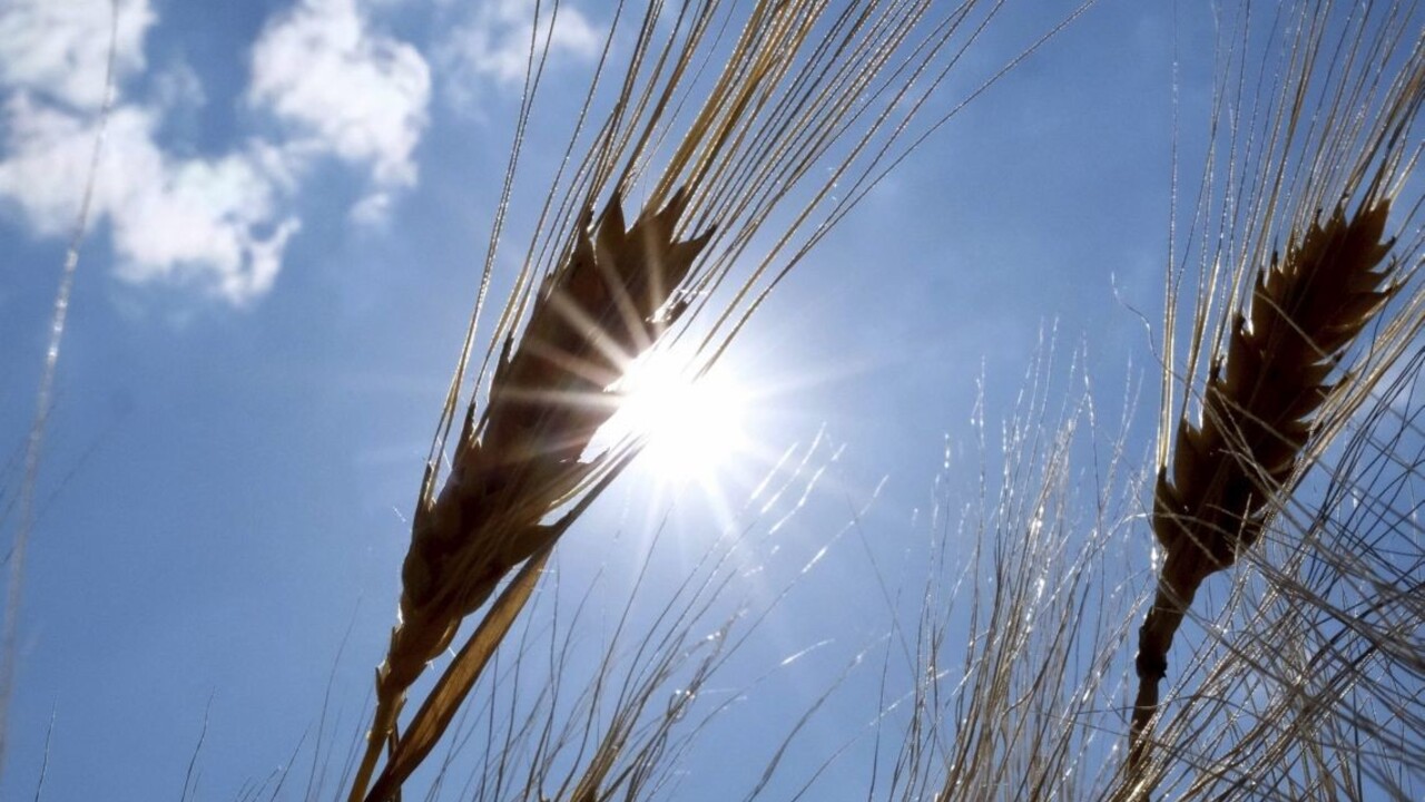 Prvý tohtoročný odhad úrody. Obilniny dosiahli dvojciferný rast