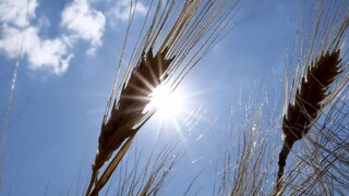 Prvý tohtoročný odhad úrody. Obilniny dosiahli dvojciferný rast