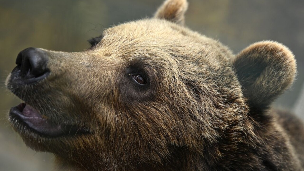 V Ružomberku majú opäť problémy s medveďmi. Policajti hliadkujú, ľudia majú byť opatrní