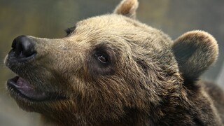 V Ružomberku majú opäť problémy s medveďmi. Policajti hliadkujú, ľudia majú byť opatrní