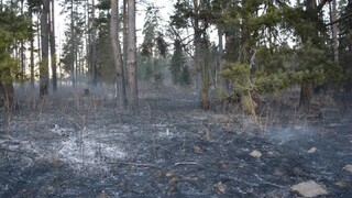 Maloleté deti spôsobili požiar v lese. Polícia ich nemôže stíhať