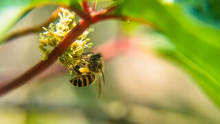 Osy a včely nemajú šancu: Odplašíte ich pomocou misiek s citrónom či cesnakom