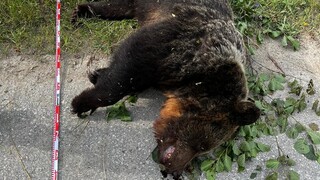 FOTO: Pri Sučanoch útočila medvedica, zastavila ju smrteľná rana. Incident bol i na Liptove