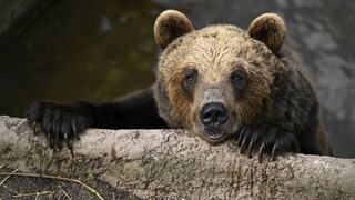 Medvede smerujú do parlamentu. Čo by priniesla novela zákona?