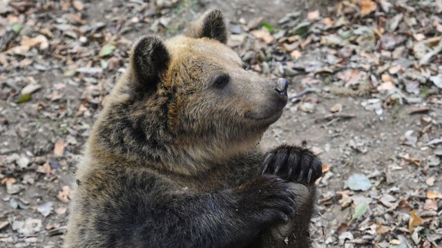 Medvede vyčíňali aj vlani. Od začiatku roka 2022 sa s nimi stretlo vyše 700 ľudí