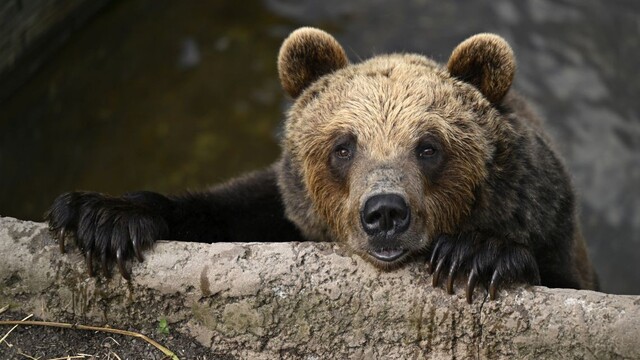 Ochranári vs poľovníci: Koľko medveďov máme v skutočnosti na Slovensku?