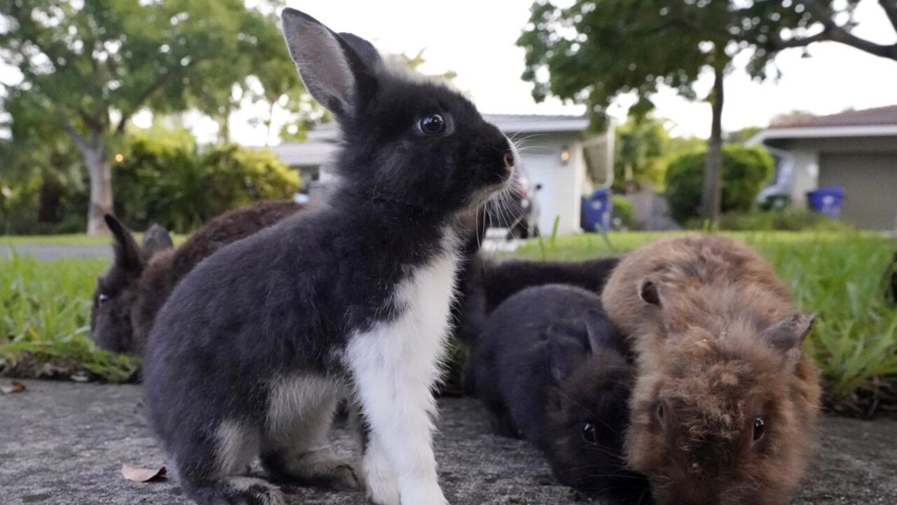 FOTO: Pri sťahovaní po sebe nechal dvoch králikov. Po premnožení zamorili celé mesto
