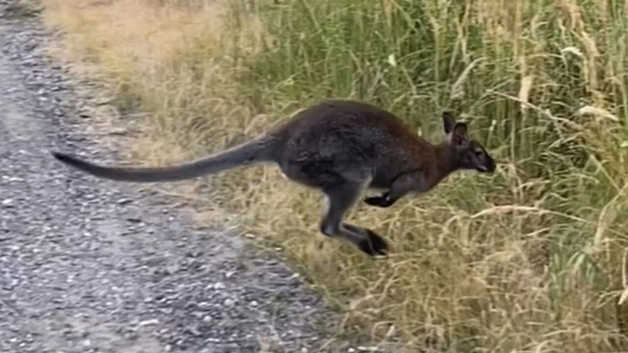 V slovenských lesoch nenájdete iba medvede. Hudobník z Polemicu v nich stretol aj kenguru