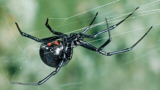 Chorvátsko zaplavili jedovaté pavúky. Nemocnice nemajú dostatok protijedu