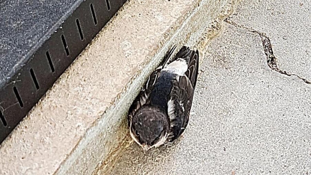 Polícia hľadá svedkov ohavného činu. Na všetko doplatil chránený druh vtákov