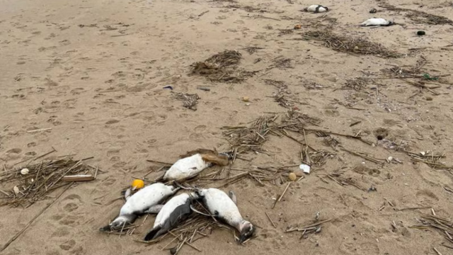 Smutný Uruguaj. Na pobreží našli za posledné dni takmer 2000 mŕtvych tučniakov