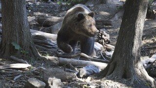 V okrese Prievidza napadol muža medveď. Zásahový tím zviera stále hľadá