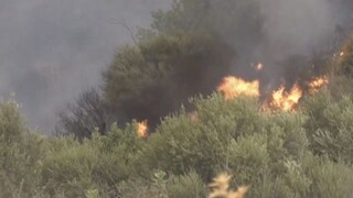 Lesné požiare v Alžírsku si vyžiadali desiatky obetí. Príčina je zatiaľ neznáma